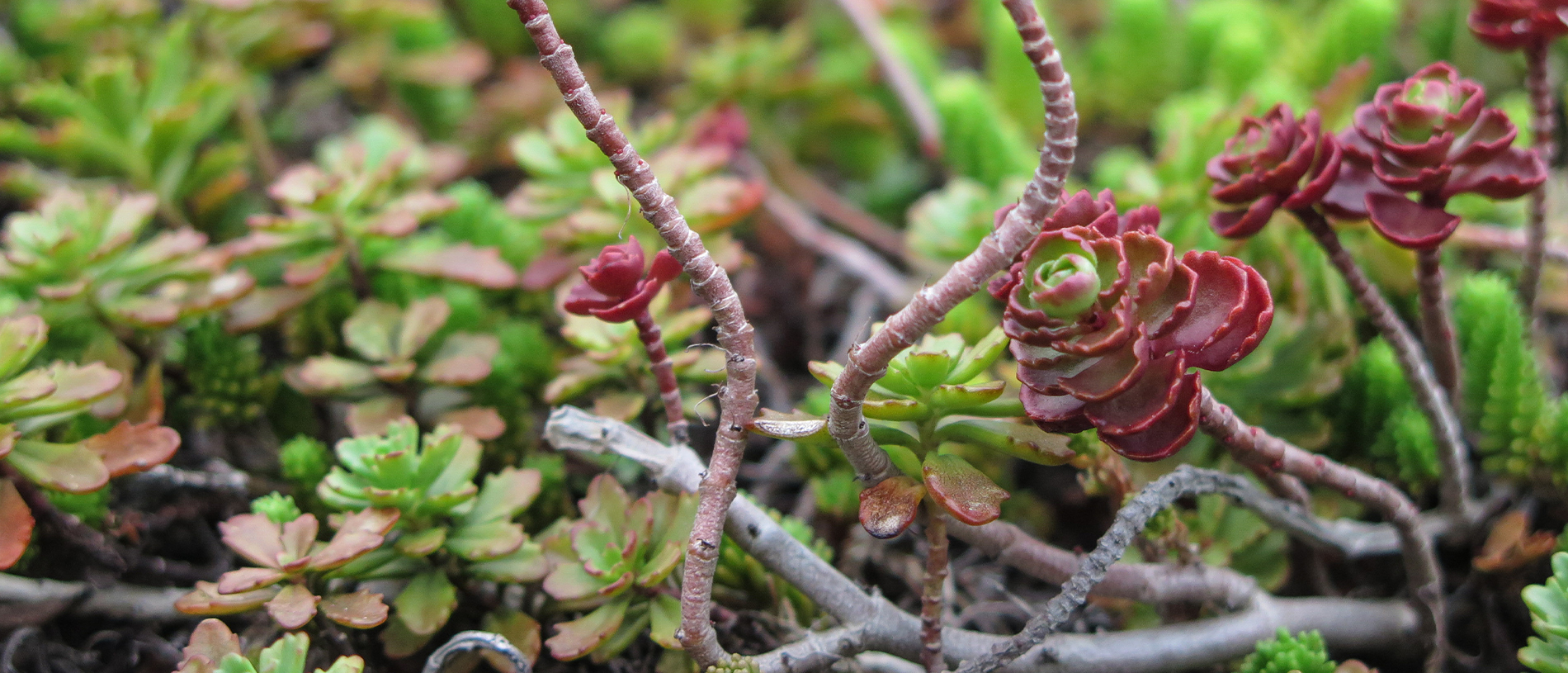 FIT green roofs