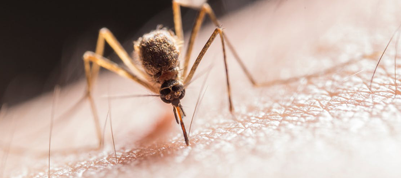 Photograph of a mosquito on human skin