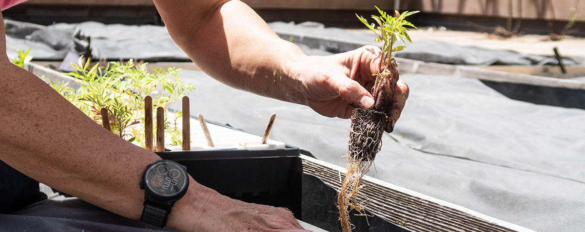 planting in FIT's rooftop garden