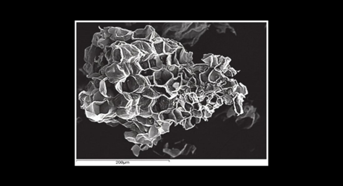 microscopic view of cotton